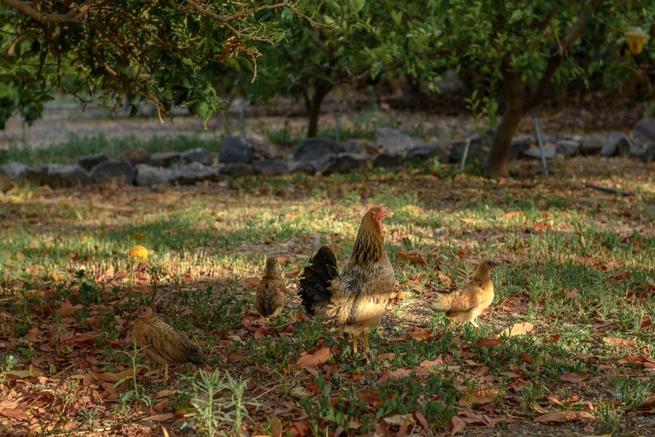 Hotel Rural Las Longueras อากาเอเต ภายนอก รูปภาพ